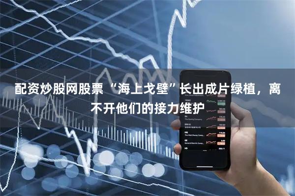 配资炒股网股票 “海上戈壁”长出成片绿植，离不开他们的接力维护